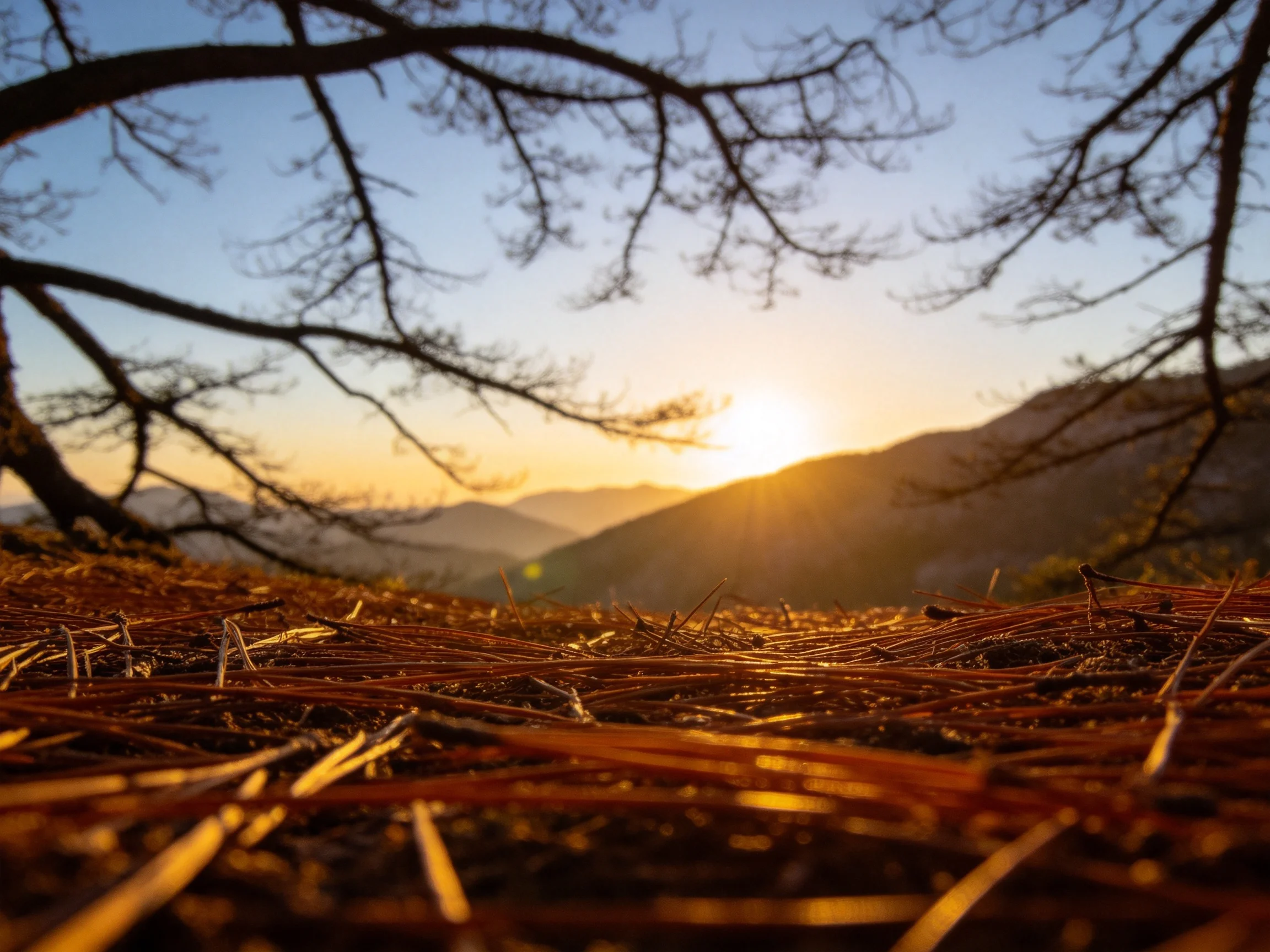 地面铺满金黄色松针,上方树枝形成天然框架,远处山峦在夕阳下呈现出暖色调轮廓。