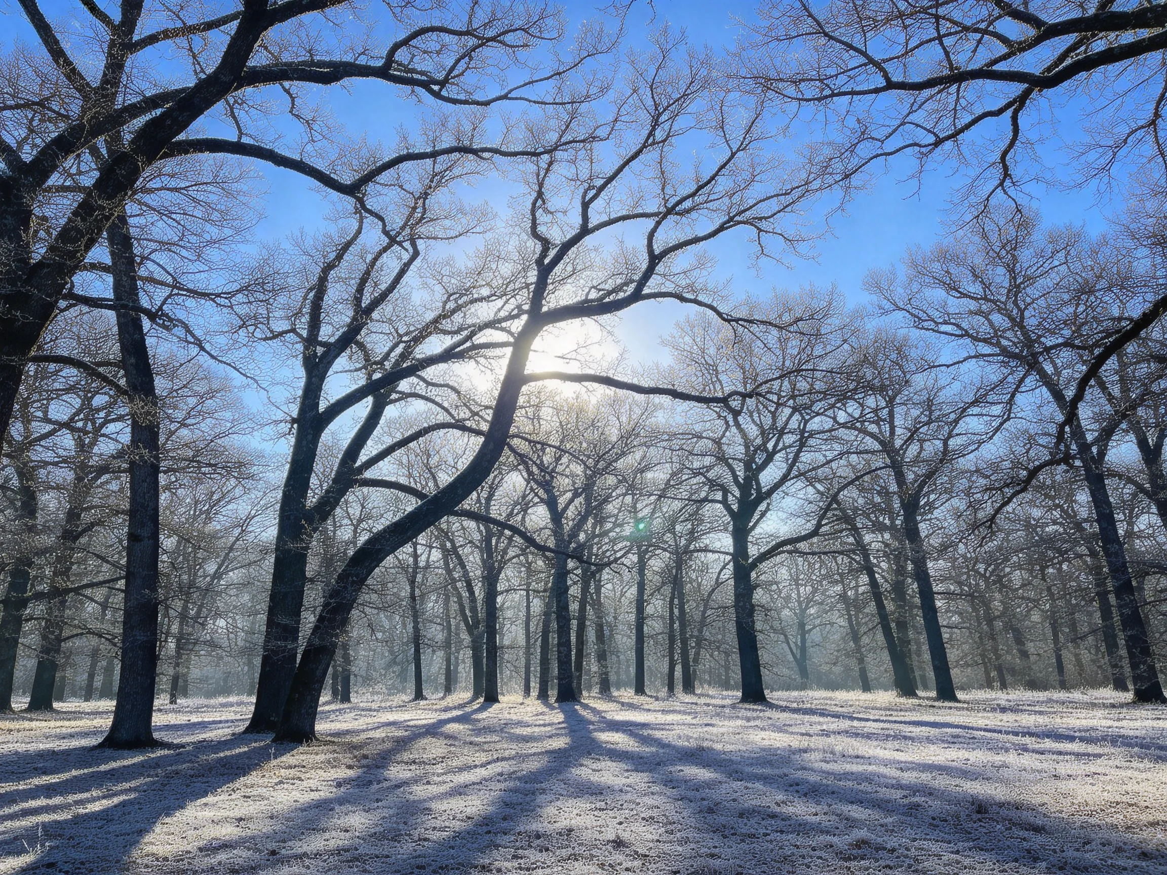 冬季橡树林中,霜雪覆盖的地面与光秃秃的橡树枝桠在晨光下形成银白与深褐的对比,阳光透过枝桠投射出斑驳光影。