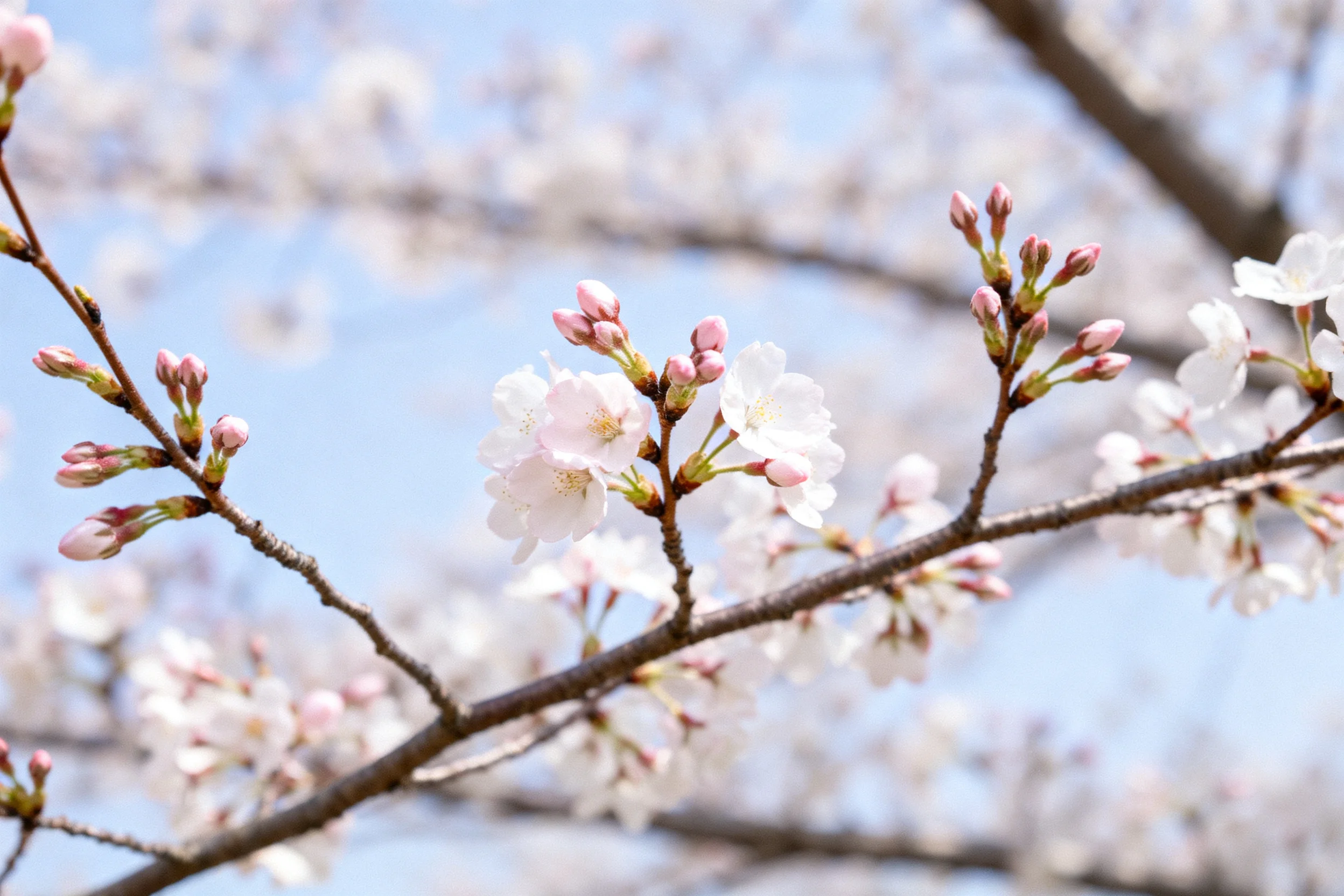 樱花绽放时,白色花瓣边缘淡粉色晕染,花瓣边缘呈波浪状生长于深褐色枝桠之上。
