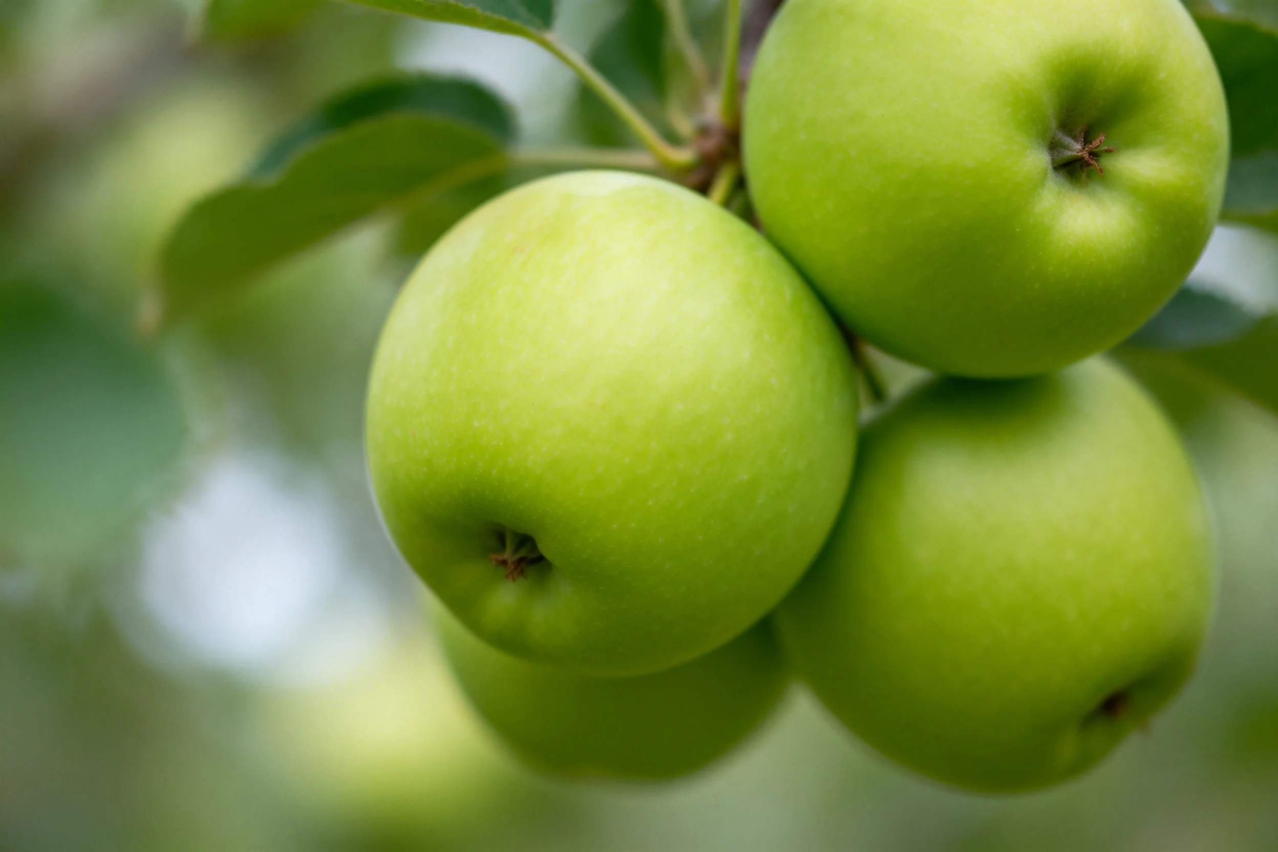 青苹果表皮呈现出鲜亮的绿色,果柄处的细节清晰可见。