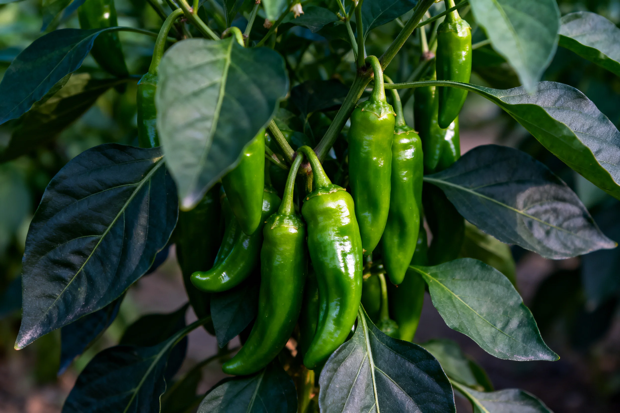 青椒植株上挂满表皮光滑、色泽鲜绿的果实,叶片茂密且富有生机。