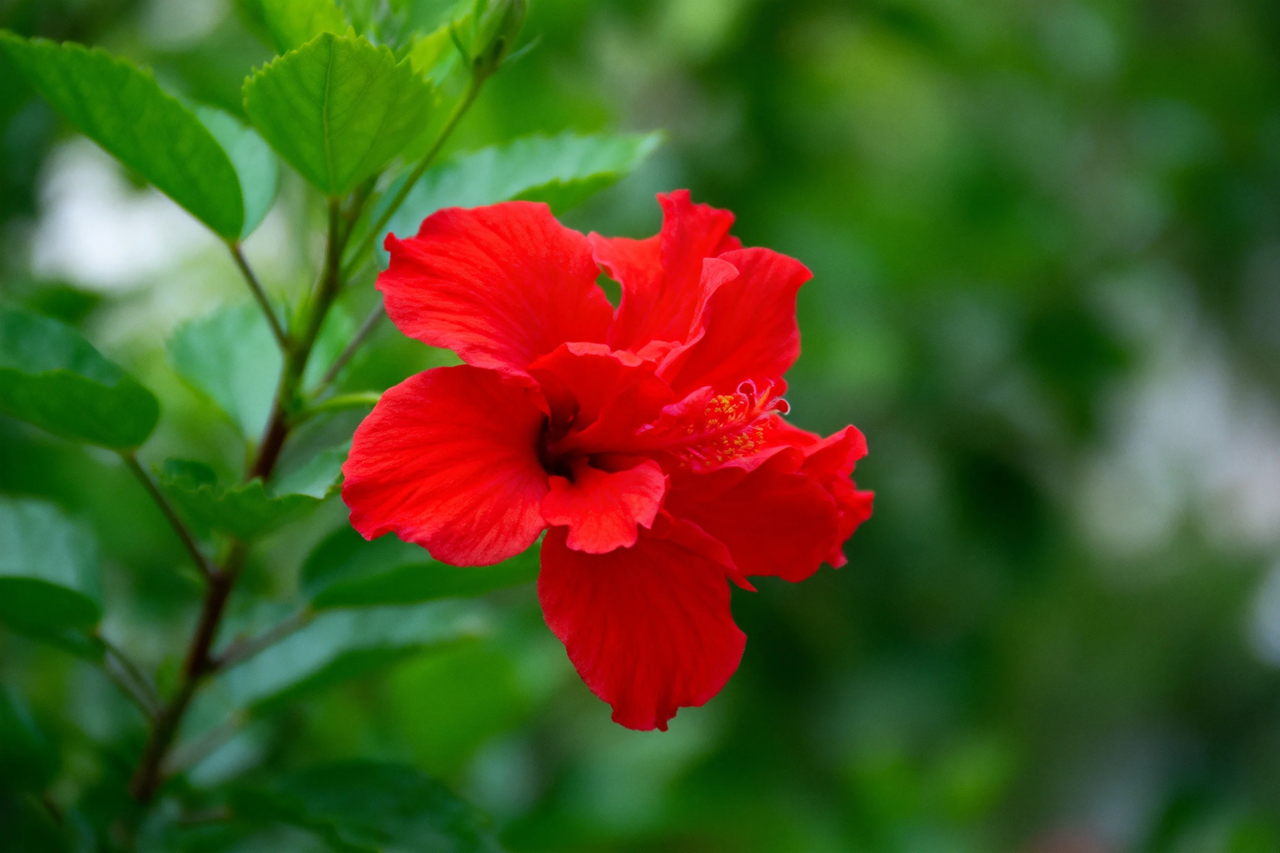 扶桑花绽放着鲜艳的红色花瓣,花瓣蕊清晰可见,周围环绕着茂密绿叶。