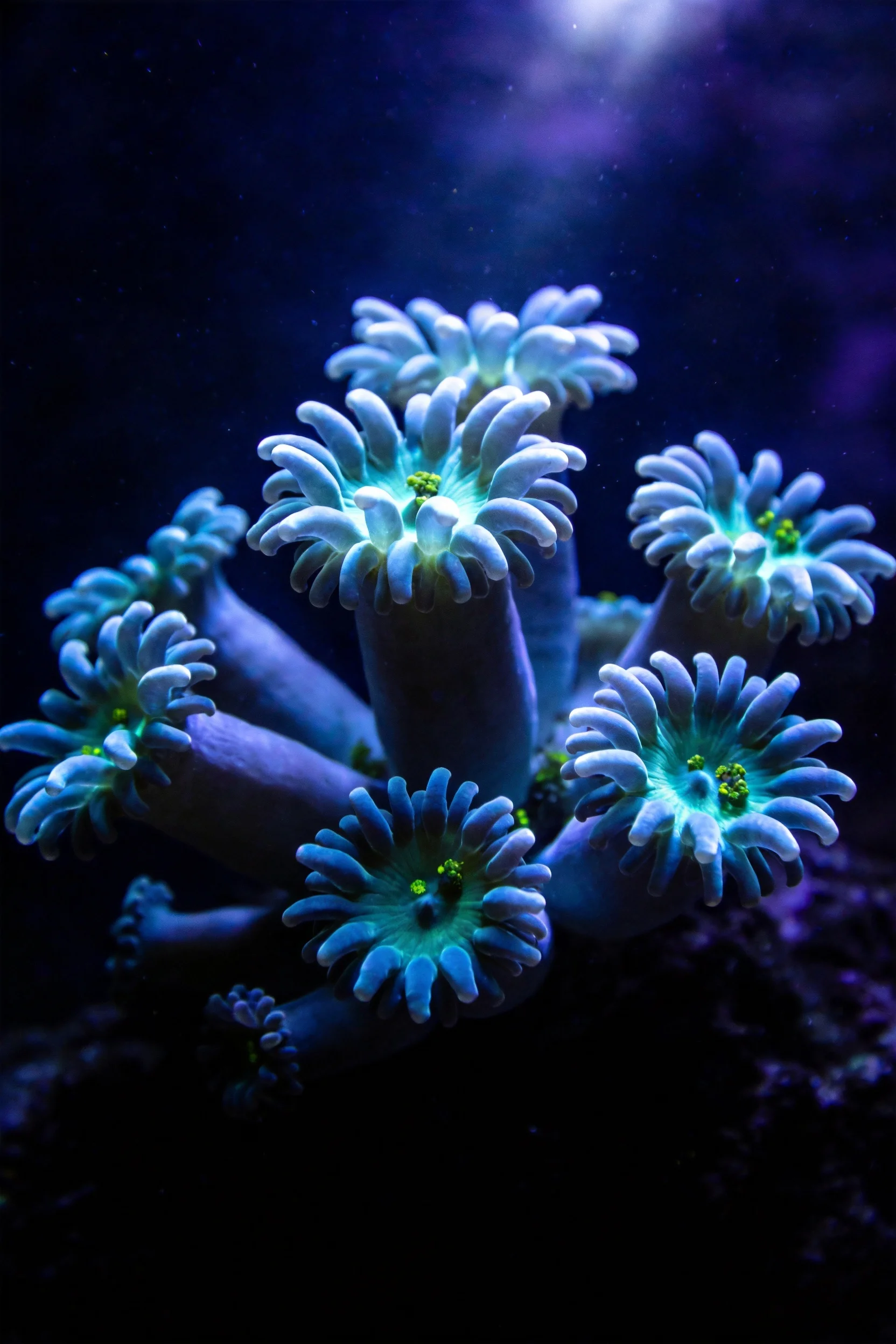 霓虹蓝色分支型珊瑚在深色海底环境中,蓝绿色触须状结构清晰可见,主干部位呈深紫色,整体呈现出独特的分支形态。