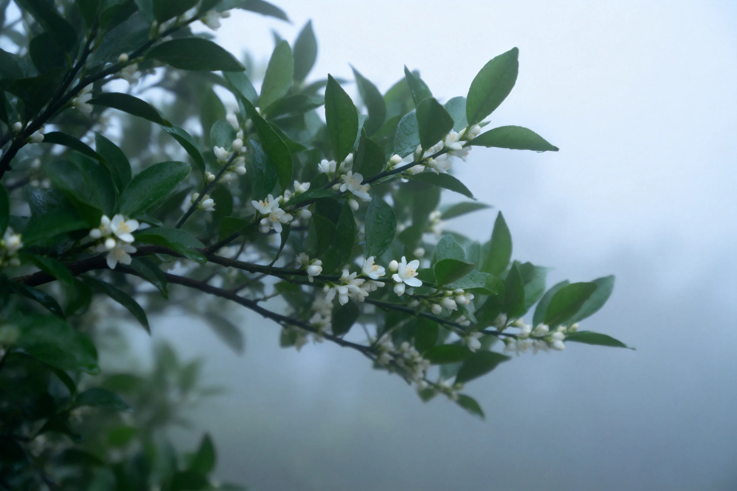 柑橘类植物枝桠上开着小白花,叶片呈深绿色且表面有光泽,背景是朦胧雾气。