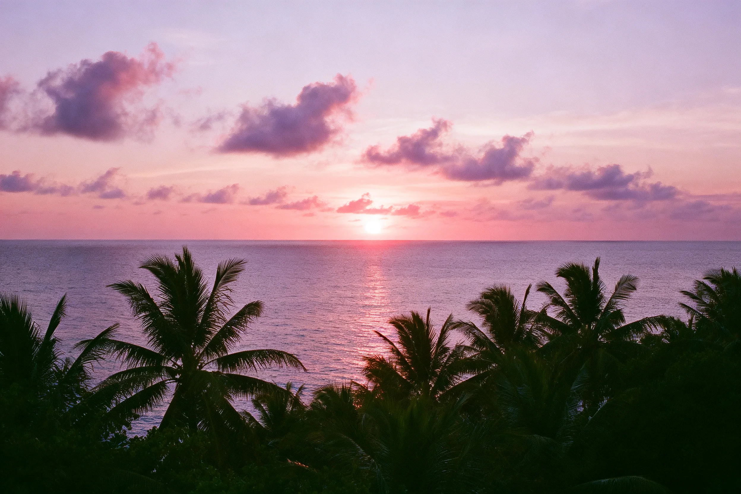 椰林剪影在粉紫色天空背景下,海面反射着夕阳余晖,树叶纹理清晰可见。