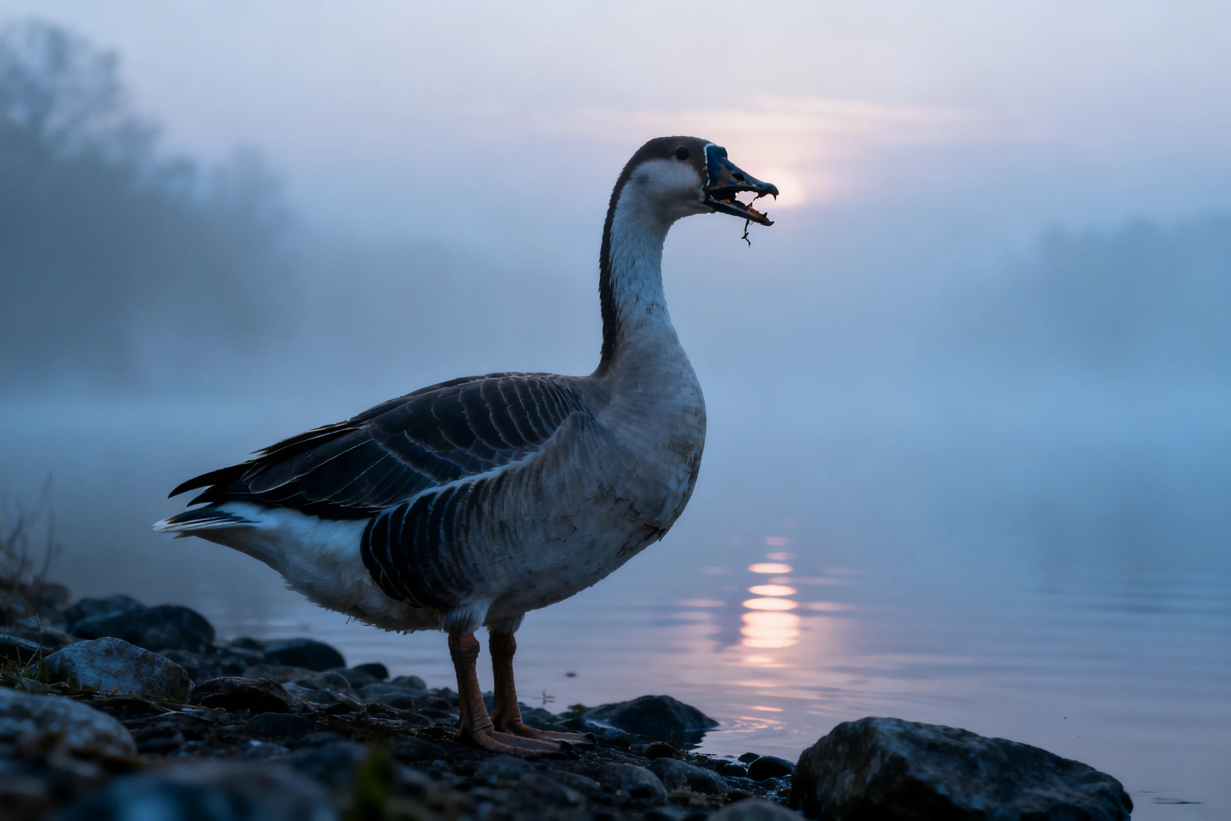 一只家鹅站在雾天的湖岸岩石上,喙部张开带有细小物体,羽毛黑白相间。