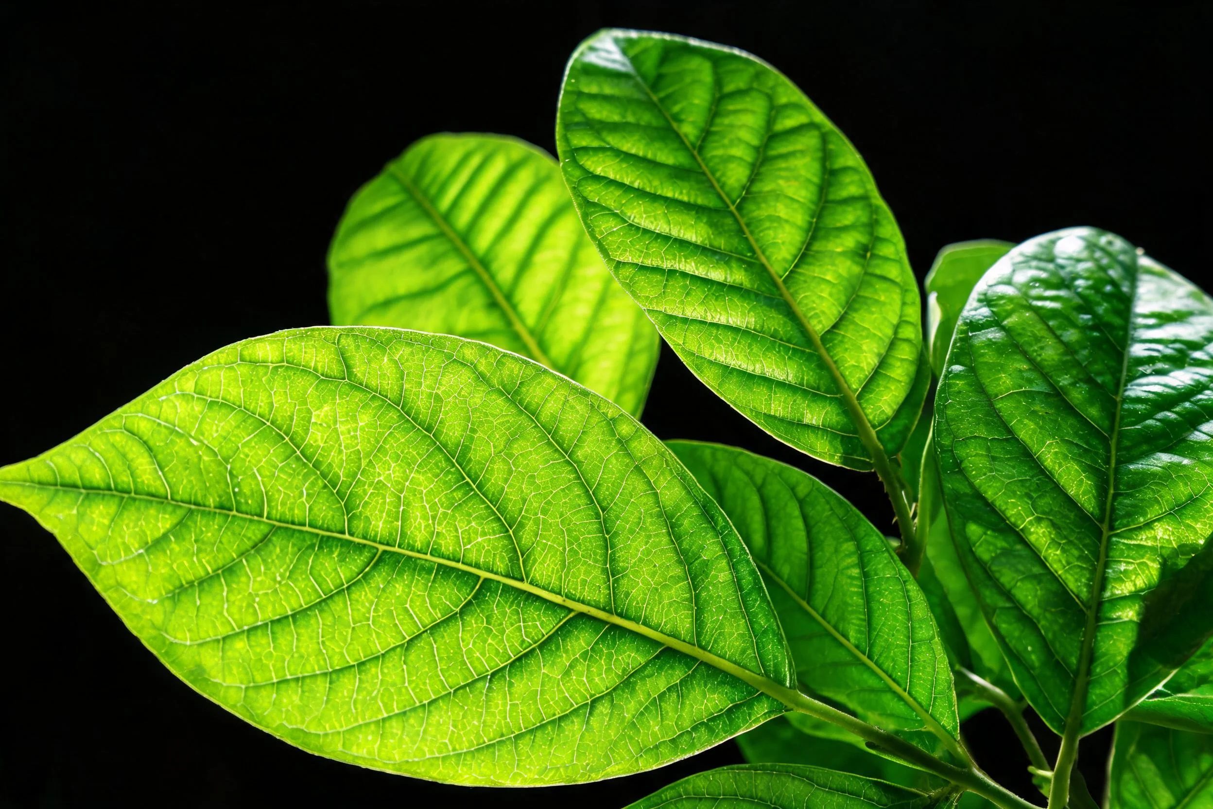 阔叶观叶植物的叶片呈现出鲜亮的绿色,叶脉呈网状分布且清晰可见。