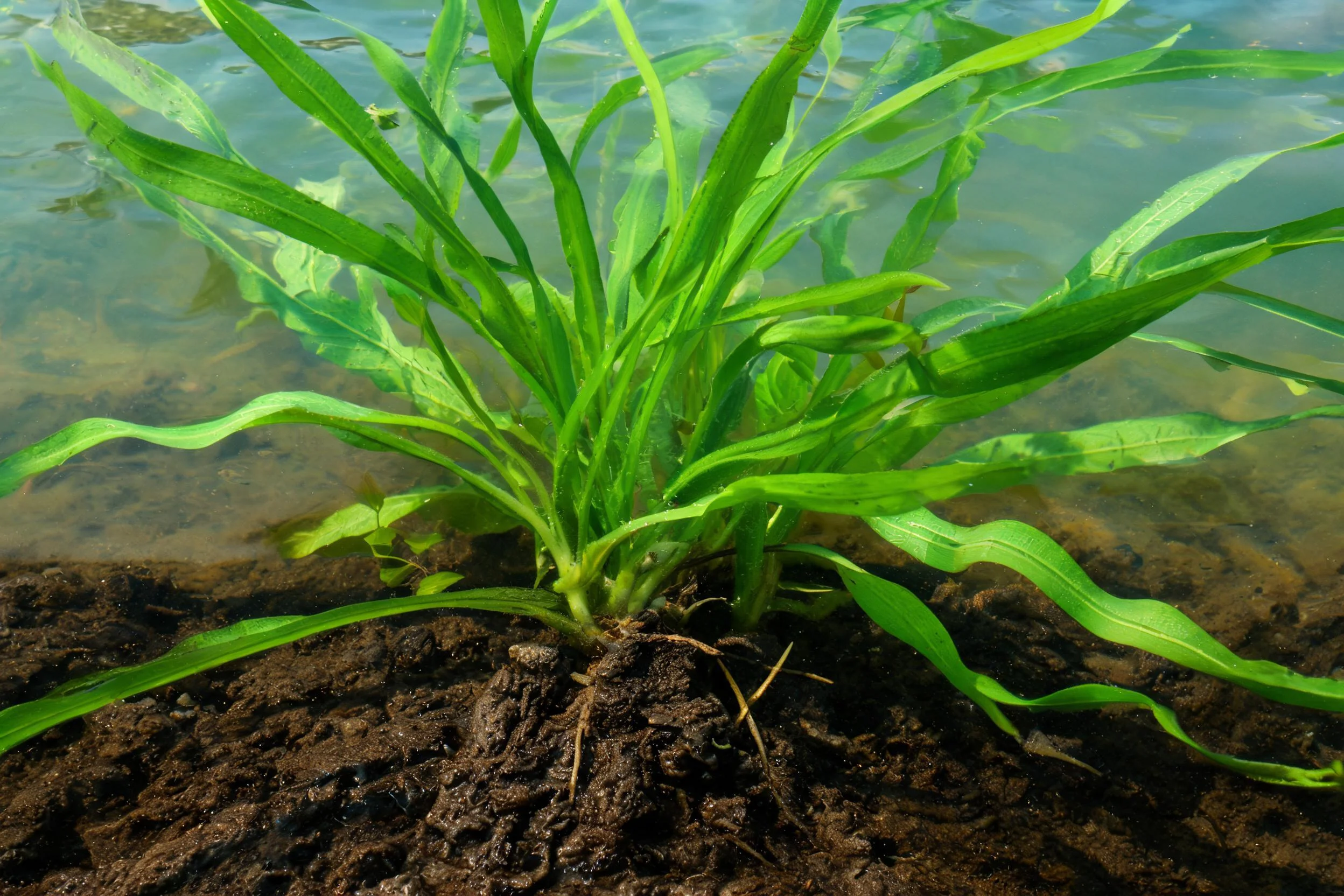 水生植物带有细长绿色叶片,叶片表面光滑,生长在湿润泥土与浅水域交界处。