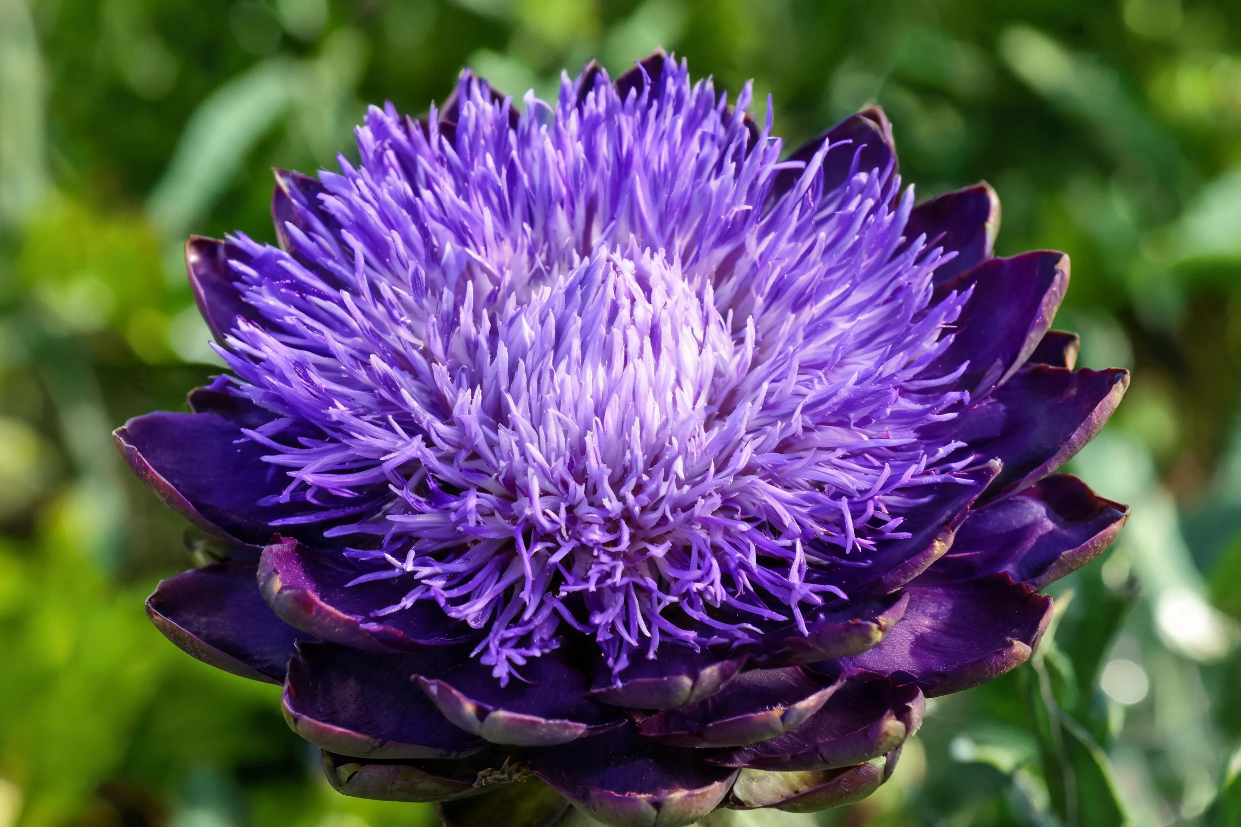 深紫色洋蓟花,花瓣呈深紫色,中心花蕊为浅紫色,花朵饱满且具有细腻的纹理特征。