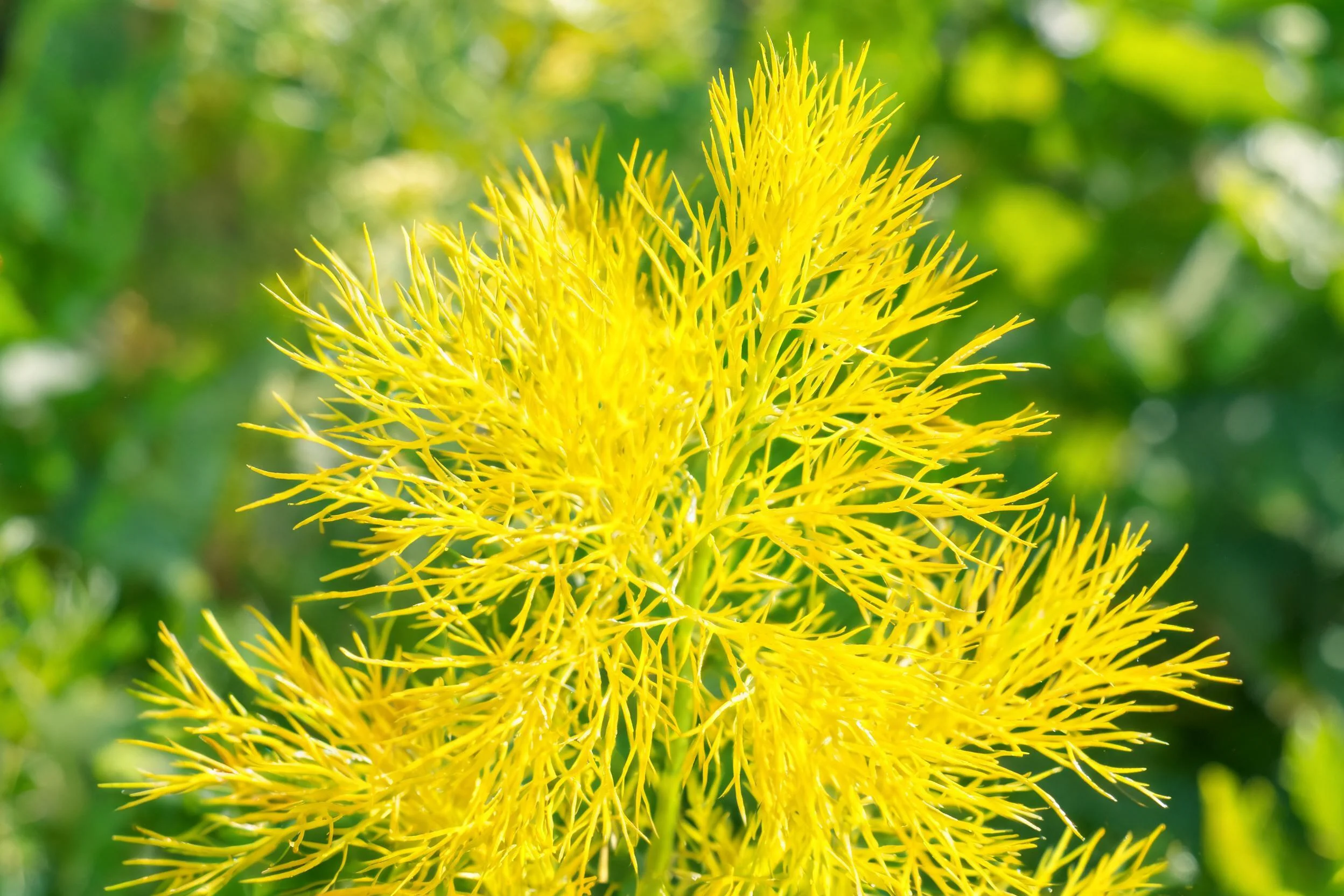 茴香花的黄色花序呈现出羽毛状形态,细长花丝向外伸展,颜色鲜艳明亮。