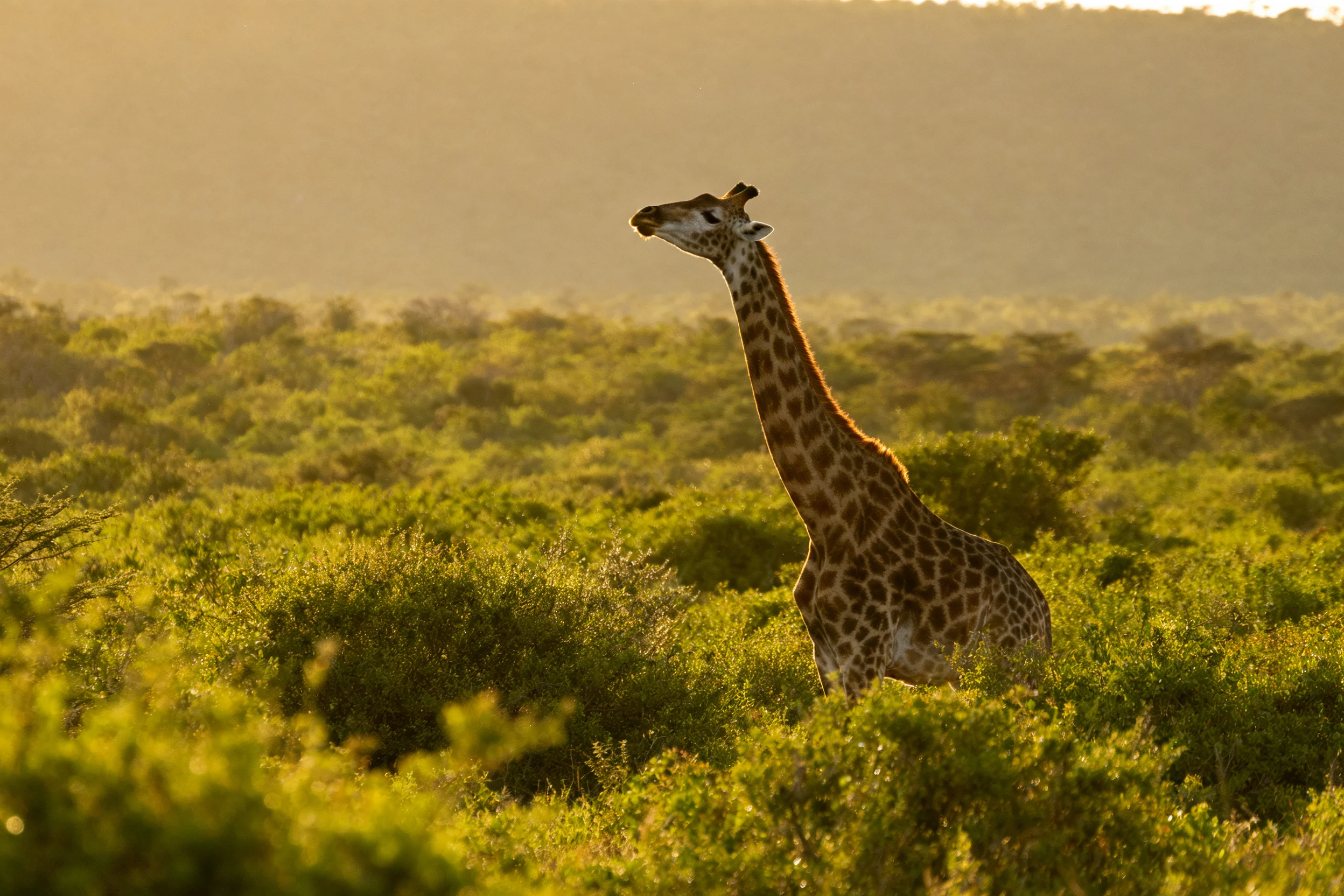 非洲草原长颈鹿身上有深浅不一的棕色斑纹,在阳光下显得十分清晰。